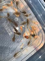Algeneters, Dieren en Toebehoren, Vis