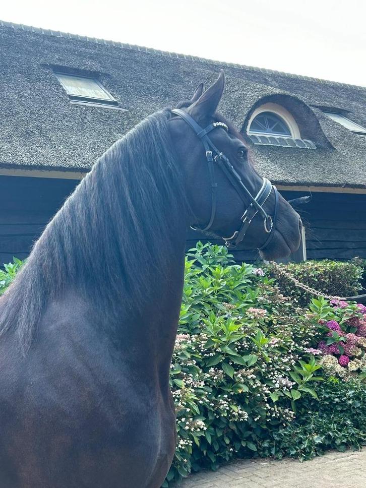 FRIESE  STERMERRIE, Dieren en Toebehoren, Paarden, Merrie, M, 165 tot 170 cm, 3 tot 6 jaar, Dressuurpaard, Met stamboom, Gechipt