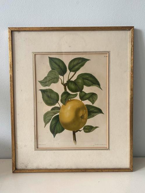 A.J. Wendel Prent - Botanische Illustratie Ingelijst, Antiek en Kunst, Kunst | Etsen en Gravures, Ophalen of Verzenden