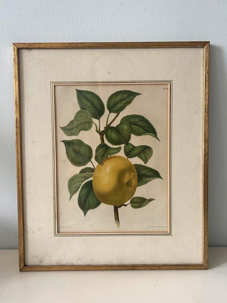 A.J. Wendel Prent - Botanische Illustratie Ingelijst, Antiek en Kunst, Kunst | Etsen en Gravures, Ophalen of Verzenden