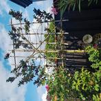lei hulst , ilex, Ophalen of Verzenden, Halfschaduw