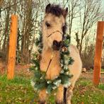 Mooie Falabella paardjes, Dieren en Toebehoren, Paarden, Minder dan 160 cm, Gechipt, Niet van toepassing, 0 tot 2 jaar