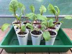 Verschillende Moestuin en Siertuin Planten - per stuk vanaf, Tuin en Terras, Ophalen, Volle zon, Groenteplanten, Eenjarig