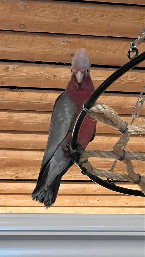 Kaketoes Rose Kaketoe 2025 Babys, Dieren en Toebehoren, Vogels | Parkieten en Papegaaien, Papegaai, Meerdere dieren, Pratend, Tam