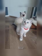 3 Ragdoll kittens met stamboom, Dieren en Toebehoren, Katten en Kittens | Raskatten | Langhaar, Meerdere dieren, Gechipt, 0 tot 2 jaar