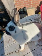 Te koop 4 dwergkonijntjes, Dieren en Toebehoren, Meerdere dieren, Dwerg