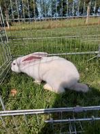 Konijnen te koop per stuk €40, Dieren en Toebehoren, Meerdere dieren