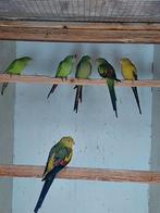 Barraband koppel 2025 met DNA, Meerdere dieren, Parkiet