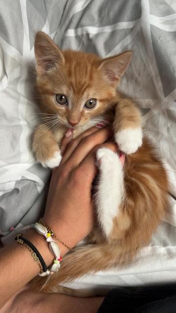 Kitten beschikbaar voor biedingen
