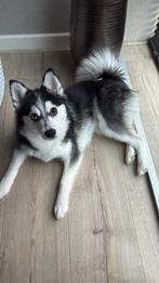 Lieve pomsky Oreo zoekt een nieuw huisje, 15 weken tot 1 jaar, Parvo, Eén hond, Nederland
