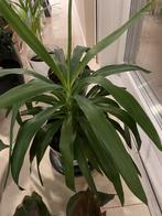 Yucca Elephantipes, Ophalen of Verzenden, Halfschaduw, Minder dan 100 cm