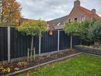 Photinia Red Robin Stamhoogte 160cm, 3 stuks., Tuin en Terras, Planten | Bomen, Ophalen