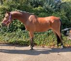 Mooi Span D pony’s, betuigd en bereden, Dieren en Toebehoren, Pony's, Gechipt, Ruin, 11 jaar of ouder, Tuigpony