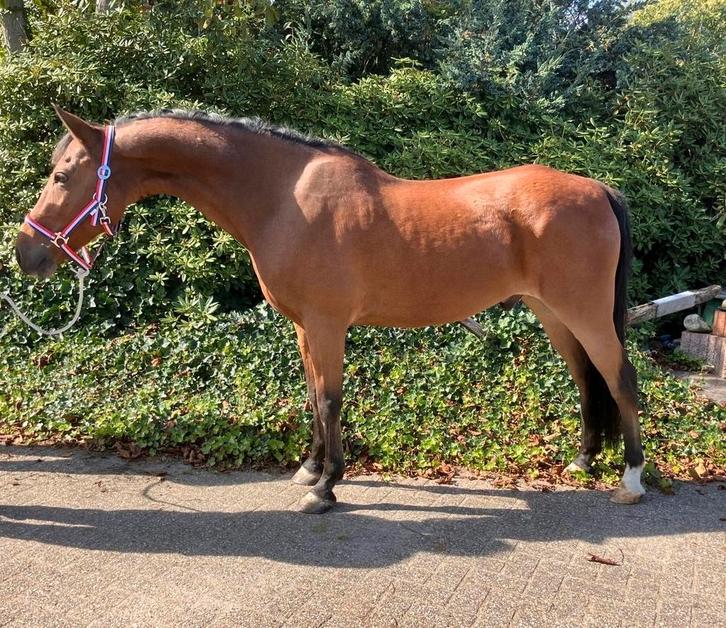 Mooi Span D pony’s, betuigd en bereden, Dieren en Toebehoren, Pony's, Ruin, D pony (1.37m tot 1.48m), Tuigpony, 11 jaar of ouder