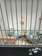 Diverse Engelse parkieten, Dieren en Toebehoren, Vogels | Parkieten en Papegaaien, Meerdere dieren, Parkiet