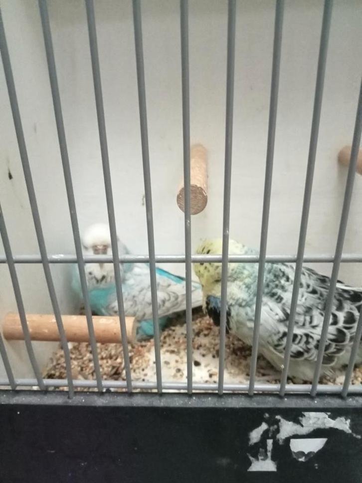 Diverse Engelse parkieten, Dieren en Toebehoren, Vogels | Parkieten en Papegaaien, Parkiet, Meerdere dieren