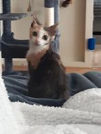 Prissy,kitten, Dieren en Toebehoren, Katten en Kittens | Overige Katten, Poes