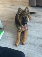 Langharige Duitse Herderpuppy, Particulier, Rabiës (hondsdolheid), 15 weken tot 1 jaar, Buitenland
