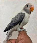 Schitterende jonge Agapornis Fischeri, Dieren en Toebehoren, Vogels | Parkieten en Papegaaien, Meerdere dieren, Dwergpapegaai of Agapornis