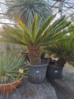 Cycas revoluta XXL - Stamhoogte 60 cm -, Vaste plant, Ophalen of Verzenden, Overige soorten, Bloeit niet