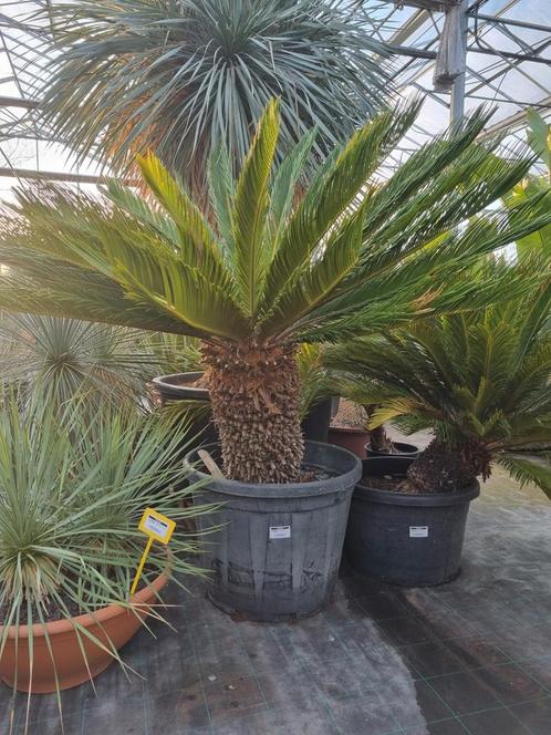 Cycas revoluta XXL - Stamhoogte 60 cm -, Tuin en Terras, Planten | Tuinplanten, Vaste plant, Overige soorten, Volle zon, Bloeit niet