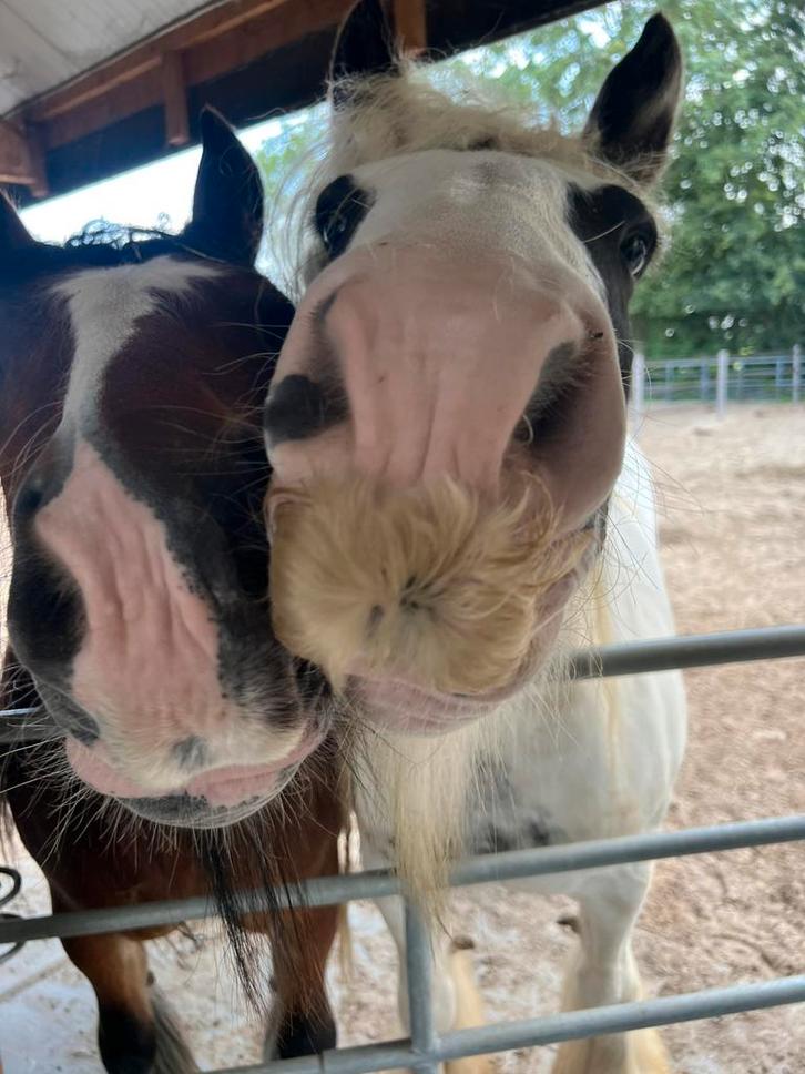 Verzorger gezocht ! 18+, Dieren en Toebehoren, Paarden en Pony's | Overige Paardenspullen, Ophalen of Verzenden