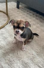 Lieve Chihuahua pup zoekt een warm thuis, Dieren en Toebehoren, Honden | Chihuahua's en Gezelschapshonden, Teef, Eén hond, Chihuahua