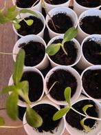 Rode zonnebloemplantjes - 3 voor €2,-, Tuin en Terras, Planten | Tuinplanten, Zomer, Ophalen of Verzenden, Overige soorten, Eenjarig