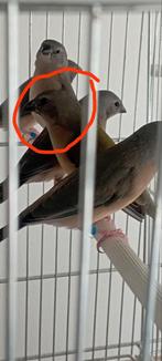 Jonge gouldamadine te koop, Dieren en Toebehoren, Vogels | Overige Vogels, Tropenvogel, Geringd