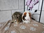 2 cavia zeugjes gladhaar, Dieren en Toebehoren, Maart, Vrouwelijk, Cavia