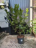 Magnolia Stellata 2 voor €30,-, Ophalen, Overige soorten, Minder dan 100 cm