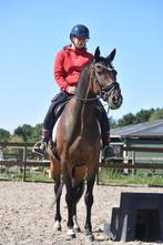 Prachtige, charmante 7 jarige ruin, Dieren en Toebehoren, Paarden, Gechipt, Ruin, L, 7 tot 10 jaar
