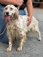 ACE: Bo is makkelijk in omgang, Dieren en Toebehoren, Particulier, Rabiës (hondsdolheid), Buitenland, Teef