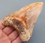 Megalodon tand 11,8 cm, Verzamelen, Mineralen en Fossielen, Ophalen of Verzenden, Fossiel