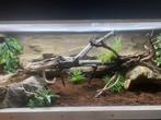 Compleet Terrarium, Dieren en Toebehoren, Reptielen en Amfibieën | Toebehoren, Ophalen, Gebruikt, Terrarium of Paludarium