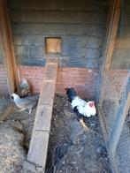 Trio twentse hoen 2024, Dieren en Toebehoren, Pluimvee, Meerdere dieren, Kip