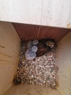 Braziliaanse dwerguiltje nog 1tje over, Meerdere dieren, Roofvogel, Geringd
