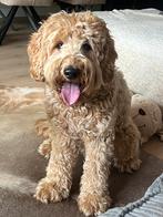 Oppas Australian Doodle Rosmalen/DB, Diensten en Vakmensen, Dieren | Honden | Verzorging, Oppas en Les, Particuliere oppas