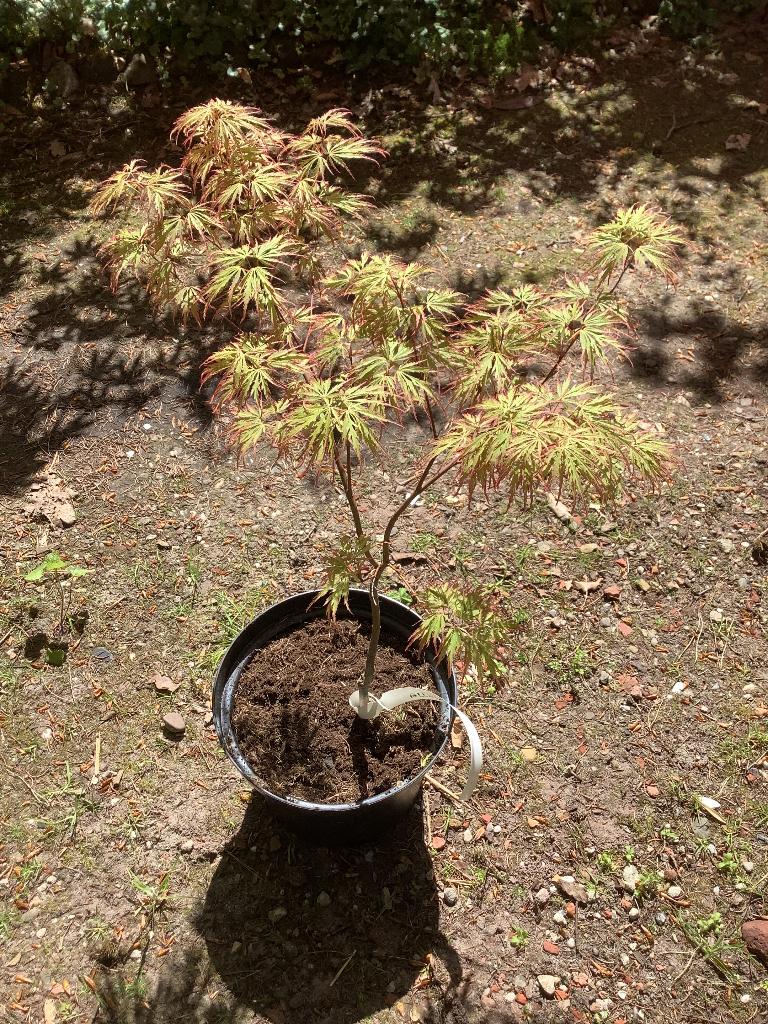 Japanse esdoorn, Tuin en Terras, Planten | Bomen, Ophalen, Bloeit niet, Halfschaduw, Overige soorten