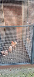 Wyandotte broedeieren, Dieren en Toebehoren, Pluimvee, Geslacht onbekend, Kip