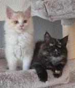 Maine Coon kitten XLrasecht gevaccineerd en gechipt Eu Pass, Meerdere dieren, Gechipt, 0 tot 2 jaar
