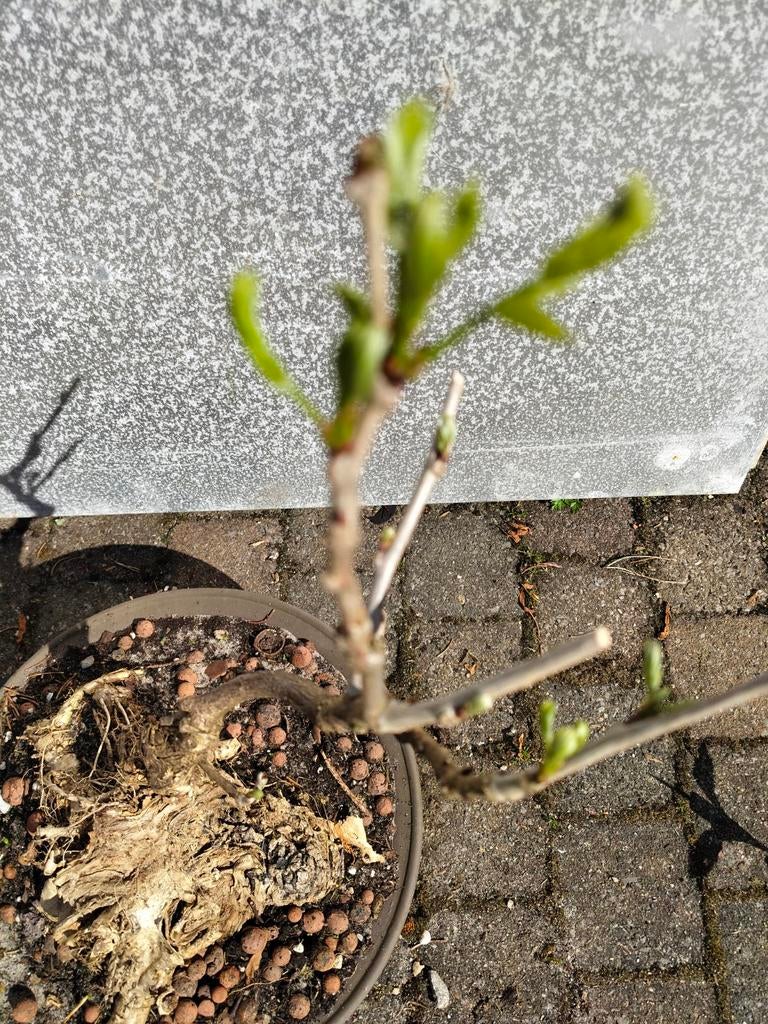 Wisteria pré-bonsai - Begin je eigen bonsaiproject, Ophalen, Volle zon, Vaste plant, Klimplanten