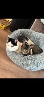 Warm nest, Dieren en Toebehoren, Ingeënt