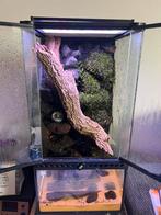 Exo terra 60x30x30 waterval paludarium voor vampierkrabben, Dieren en Toebehoren, Ophalen, Nieuw, Terrarium of Paludarium