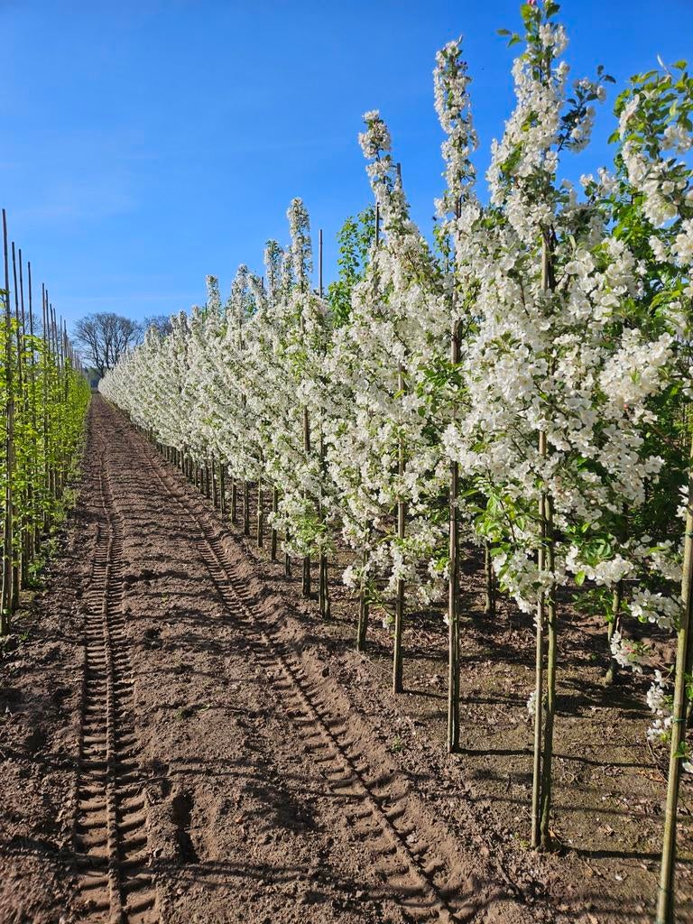 Malus 'Evereste' te koop!, Halfschaduw, Overige soorten, Lente, 250 tot 400 cm