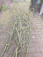 Paastakken, Tuin en Terras, Ophalen, Overige soorten, Volle zon