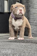 Prachtige american pocket bully,s pups, Parvo, Overige rassen, 8 tot 15 weken, Meerdere