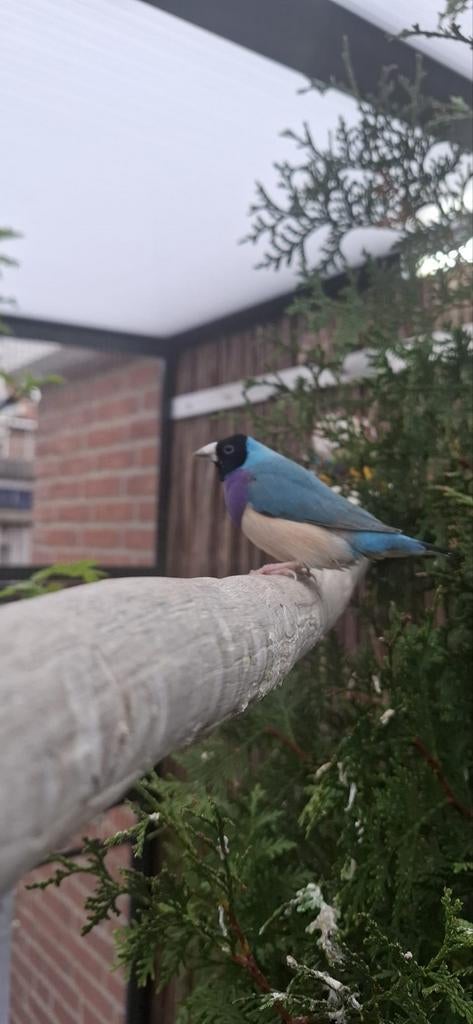 Gouldamadine (man) te koop., Dieren en Toebehoren, Vogels | Overige Vogels, Mannelijk