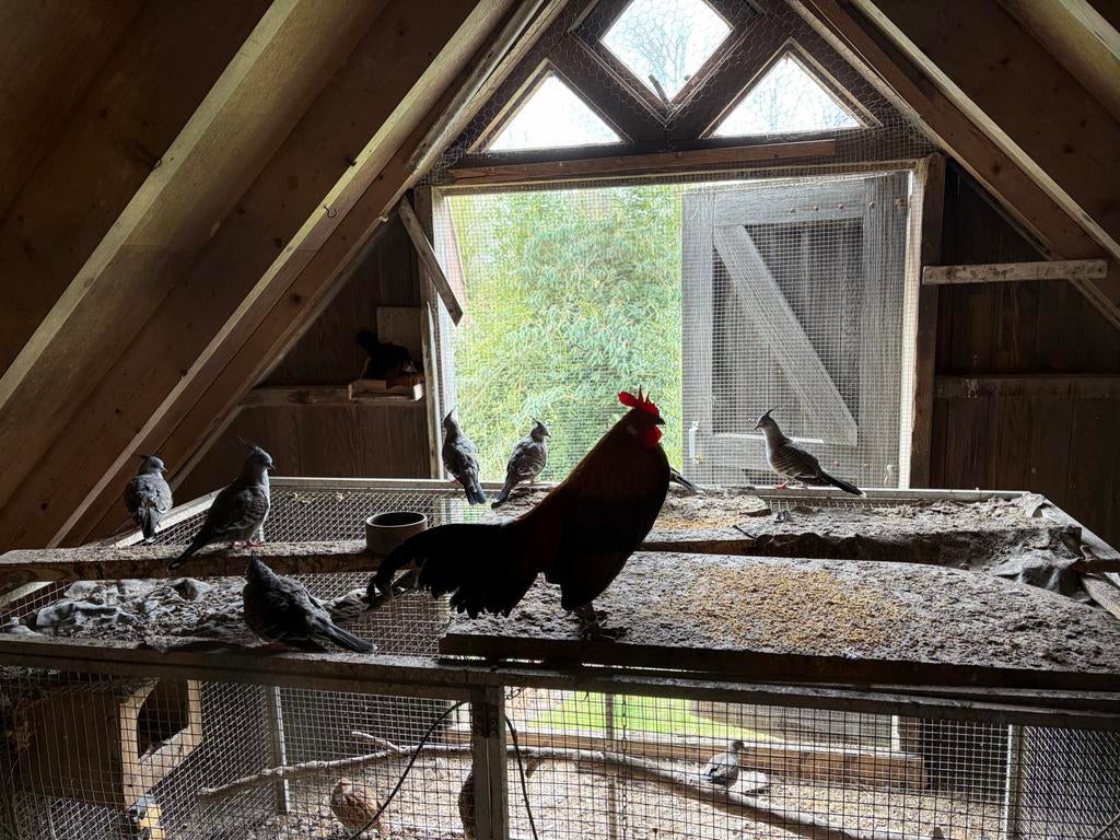 Australische kuifduiven, Mannelijk, Overige soorten