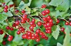 Ribes rubrum – Aalbes, rood, Bio, Volle zon, Vaste plant, Ophalen of Verzenden, Fruitplanten